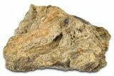 Fossil Tyrannosaur (T rex) Bone Section - Wyoming #382643-1